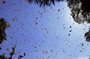 Papilionoidea: Monarch Butterflies