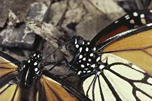 Nymphalid: Monarch Butterflies