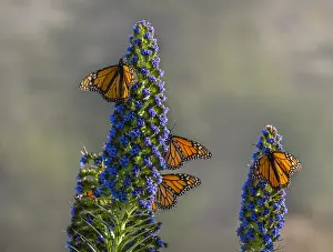 Leesonphoto: Monarch butterflies (Danaus plexippus) along Big