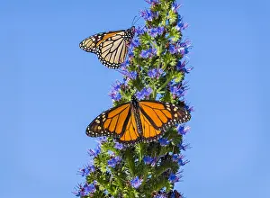 Monarchs: Monarch butterflies (Danaus plexippus) nectaring