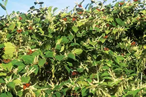 Monarchs: Monarch Butterflies - in migration - feeding
