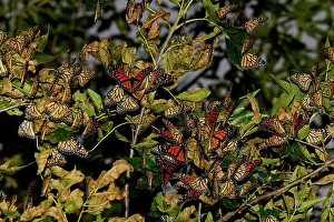 Aggregation: Monarch Butterflies on roost