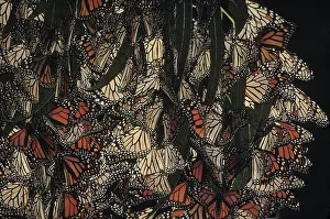 Eucalyptus: Monarch Butterflies wintering in Eucalyptus