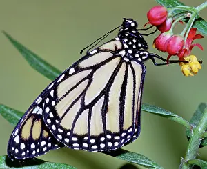 Danaidae: Monarch Butterfly