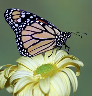 Danaidae: Monarch Butterfly