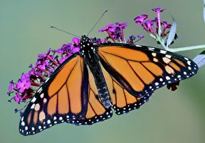 Danaidae: Monarch Butterfly
