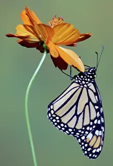 Danaidae: Monarch Butterfly
