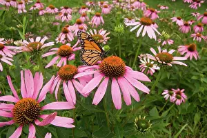 Echinacea: Monarch Butterfly