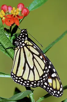 Danaidae: Monarch Butterfly