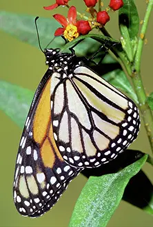 Danaidae: Monarch Butterfly