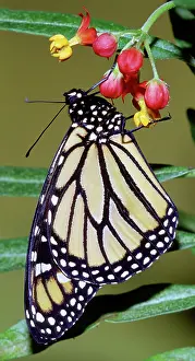 Danaidae: Monarch Butterfly