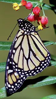 Danaidae: Monarch Butterfly