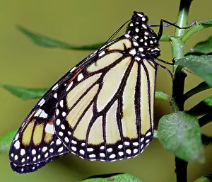 Danaidae: Monarch Butterfly
