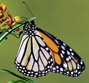 Danaidae: Monarch Butterfly
