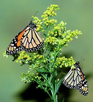 Danaidae: Monarch Butterfly