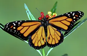 Danaidae: Monarch Butterfly