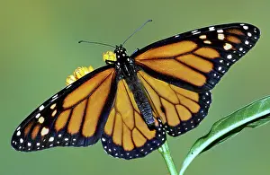 Danaidae: Monarch Butterfly