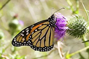 Naturalized: Monarch butterfly