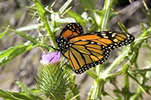 Naturalized: Monarch butterfly