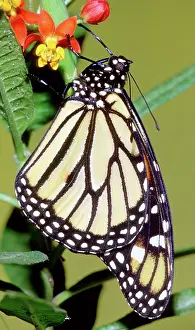 Wanderer: Monarch Butterfly
