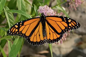 Milkweed: Monarch Butterfly