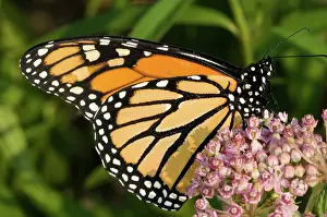 Milkweed: Monarch Butterfly