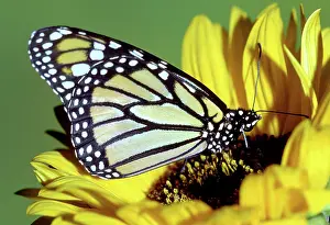Wanderer: Monarch Butterfly