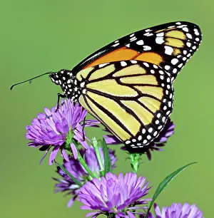 Wanderer: Monarch Butterfly