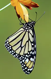 Wanderer: Monarch Butterfly