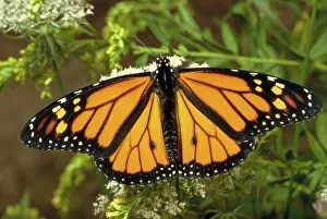 Goldenrod: Monarch Butterfly