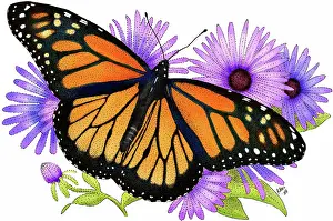 Aster: Monarch Butterfly