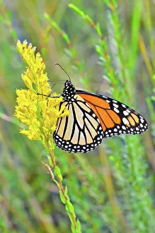 Goldenrod: Monarch Butterfly