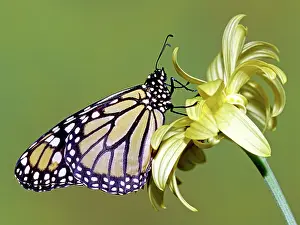 Wanderer: Monarch Butterfly