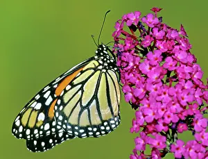 Wanderer: Monarch Butterfly