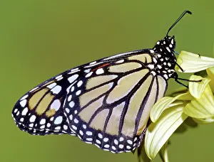 Wanderer: Monarch Butterfly