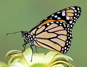 Wanderer: Monarch Butterfly