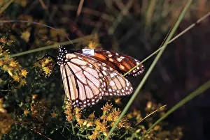 Danaidae: Monarch Butterfly