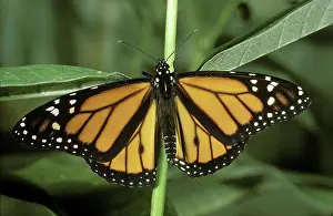 Developmental: Monarch Butterfly
