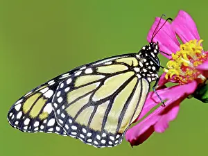 Wanderer: Monarch Butterfly