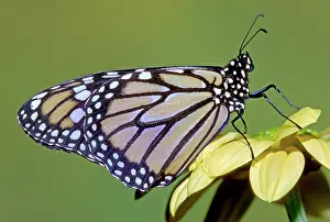 Plexippus: Monarch Butterfly