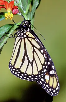 Plexippus: Monarch Butterfly