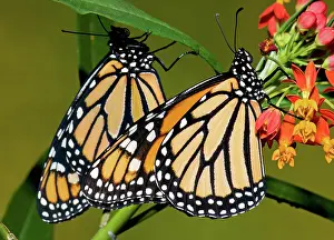 Plexippus: Monarch Butterfly