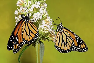 Plexippus: Monarch Butterfly