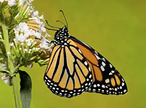 Plexippus: Monarch Butterfly