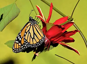 Plexippus: Monarch Butterfly