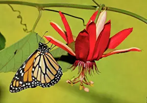 Plexippus: Monarch Butterfly