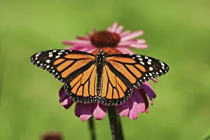 Monarch: Monarch Butterfly