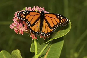 Monarch: Monarch butterfly