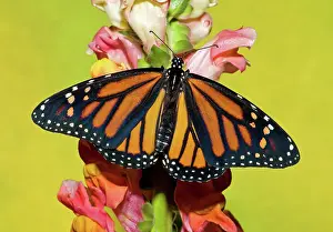 Antennae: Monarch Butterfly