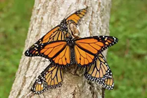 Monarch: Monarch butterfly four butterflies with open and